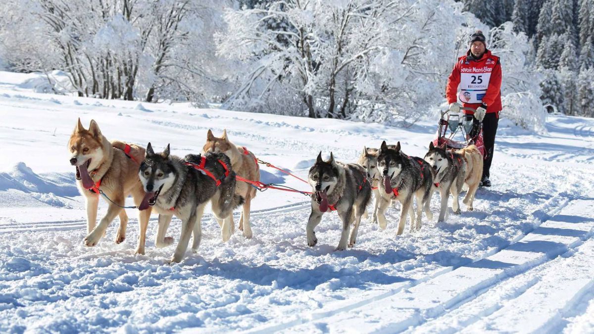 Dog Sledding Morzine